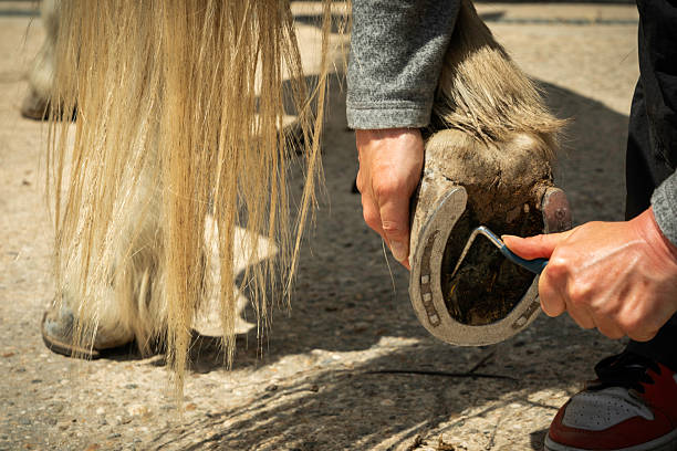 Camargue, France - June 27, 2024: Woman cleans the dirt from the bottom of a Camargue horse's hoof on a summer day