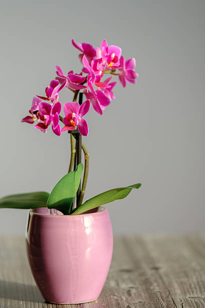 Pink Orchid in a Ceramic Pot on a Neutral Background. Minimalistic interior, tenderness, comfort, indoor plant, floral decor for home and office.