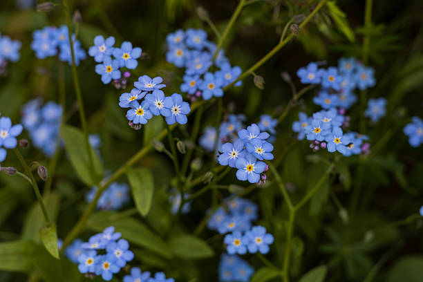 istock Bright blue forget-me-not flowers against dark green grass 2255434067