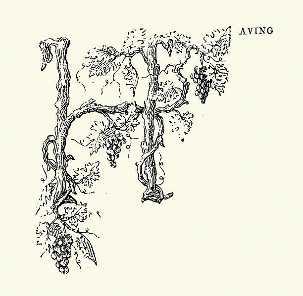Grape vines, Floral Capital letter H, Victorian, Vintage illustration, 19th Century