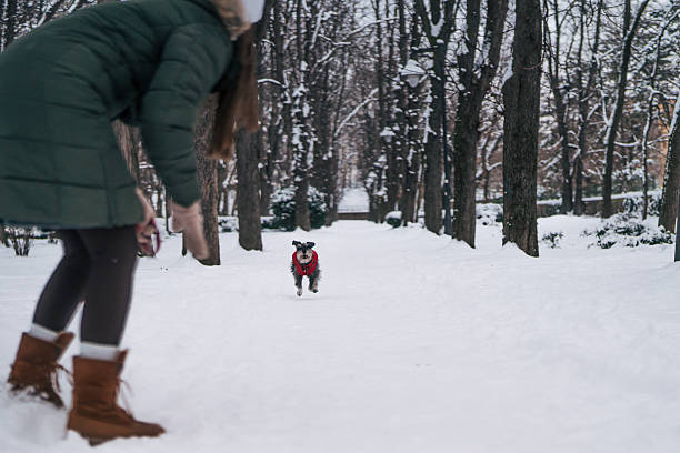 Young woman joyfully calling her small schnauzer as it runs toward her along a snow-covered park path lined with bare trees, capturing winter play and companionship