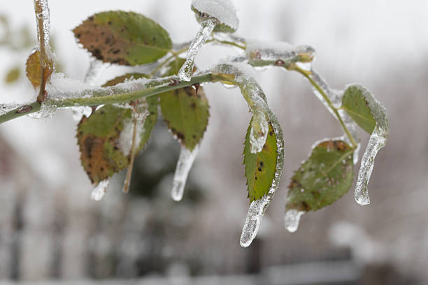 green rosehip leaves under the freezing rain