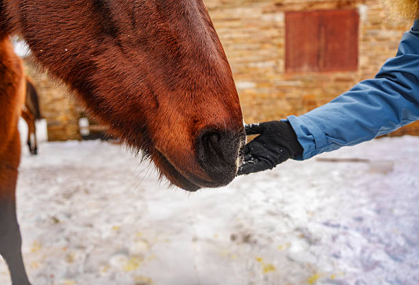 Gloved hand feeding a brown horse a treat in falling snow on a ranch, close-up showing trust and gentle human-animal connection during a cold winter day
