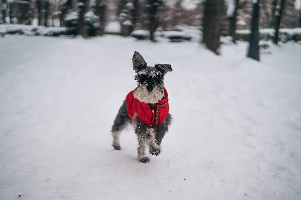 Miniature schnauzer dog wearing a red winter coat, running and playing in a city park covered with fresh white snow, enjoying the cold weather and exercising