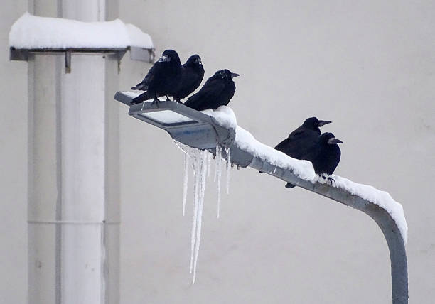 Group of crows on a light pole on a winter day