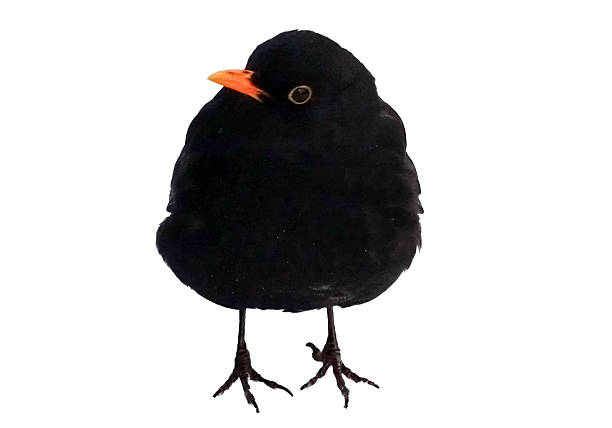 Blackbird isolated on white background. Turdus merula