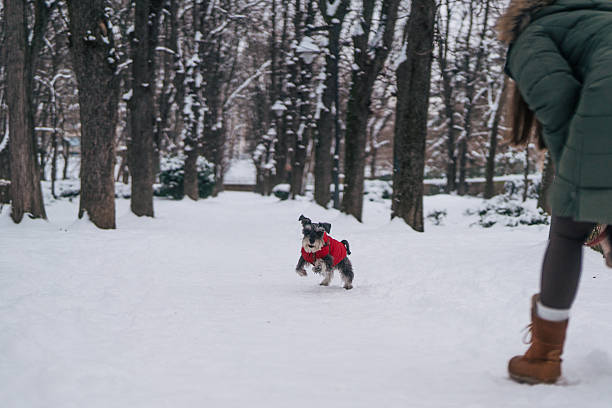 West Highland White Terrier in winter.