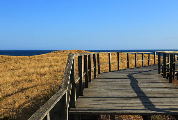 Salgados, Albufeira, Algarve, Portugal. Pristine sand dunes with abundant marram grass and other vegetation in an environmental protection area.