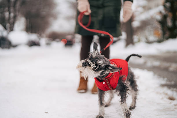Miniature schnauzer in a red coat on a leash with its owner, walking through a snowy city street and enjoying a brisk winter day outdoors together