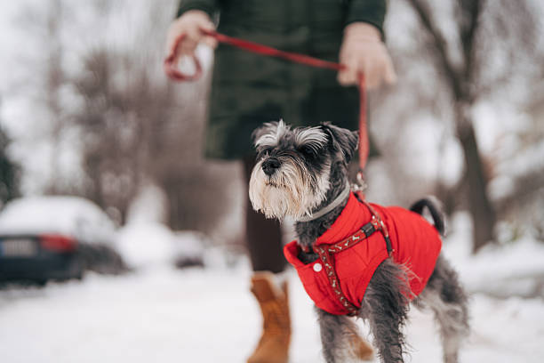 Schnauzer in a warm red jacket on a leash walking through snowy sidewalk with adult owner, enjoying a winter stroll and staying cozy during cold weather outdoors