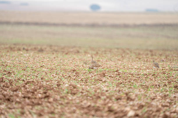 Little Sison (Tetrax tetrax) photographed in Spain