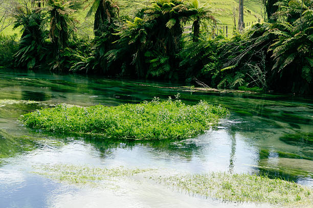 Hagley Park in central Christchurch, New Zealand