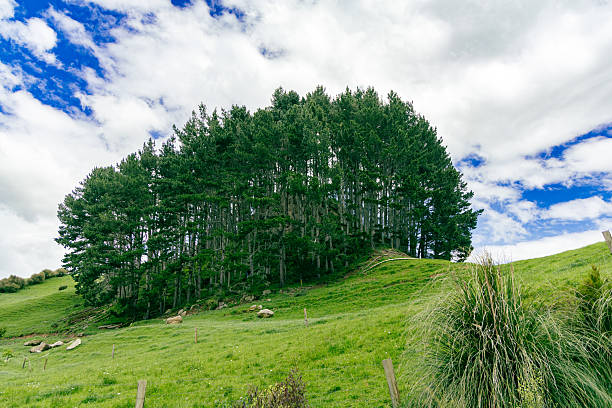 Lush countryside slope beneath bright cloudy sky forest trees woodland pasture