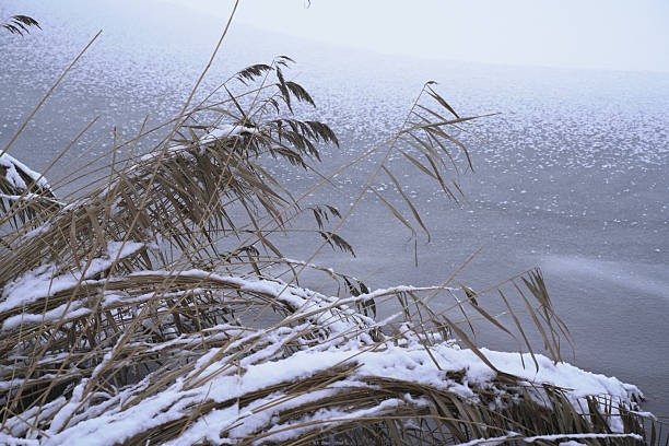 Snow scene of reeds by the river