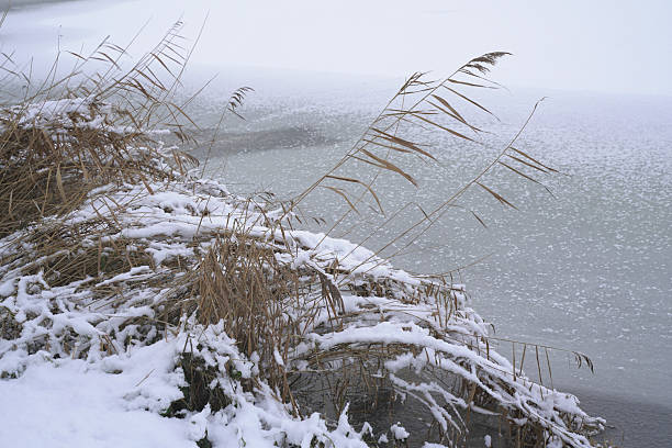 Snow scene of reeds by the river