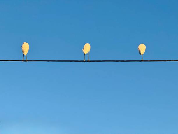 White Floridian birds with back to camera sit on high electrical wire during golden hour as sunset was near in Indian Rocks Beach Florida