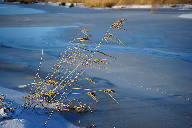 The desolate snow scene in the wilderness