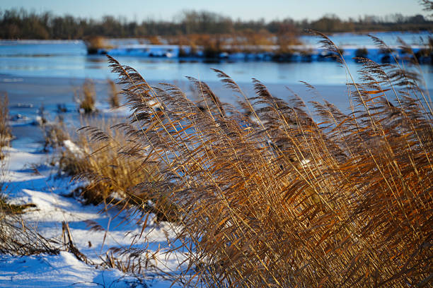 The desolate snow scene in the wilderness