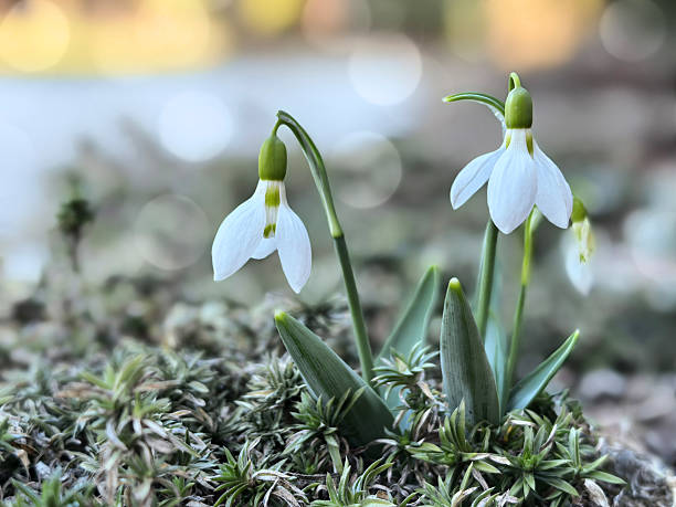 A close-up photo of beautiful snowdrop flowers. Nice bokeh lights, space for copy.
