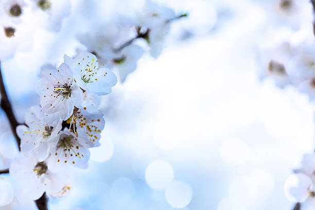 Apricot tree branch close-up with white blossoms against a bright sky. Beautiful bokeh lights, space for copy. The scene captures the essence of spring and nature's beauty.