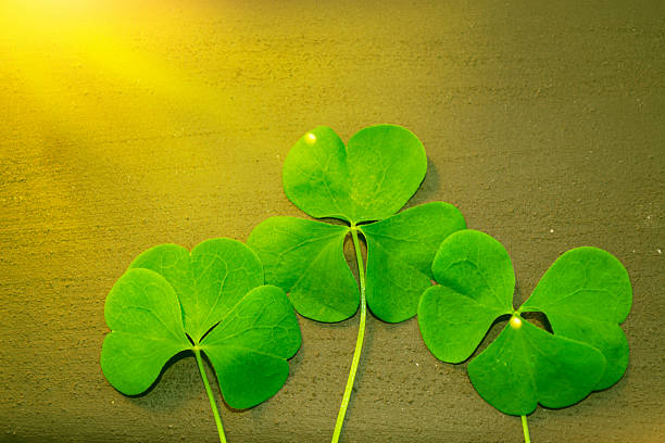 Clover Growing On The Ground Macrophotography