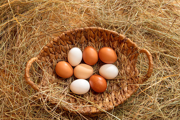 Fresh chicken eggs in a basket lying down in the hay