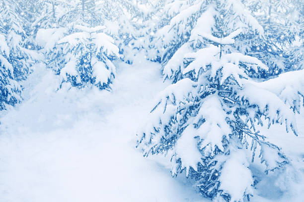 Landscape. Frozen winter forest with snow covered trees. outdoor