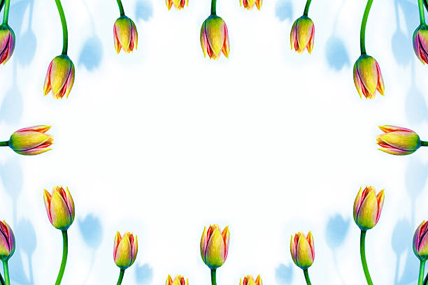 Greeting card. spring flowers tulips isolated on white background. floral collection.