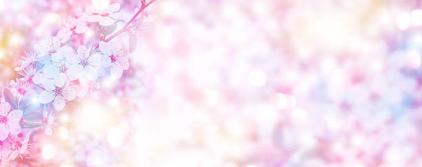 istock Blossoming branch cherry. Bright colorful spring flowers 2255443904