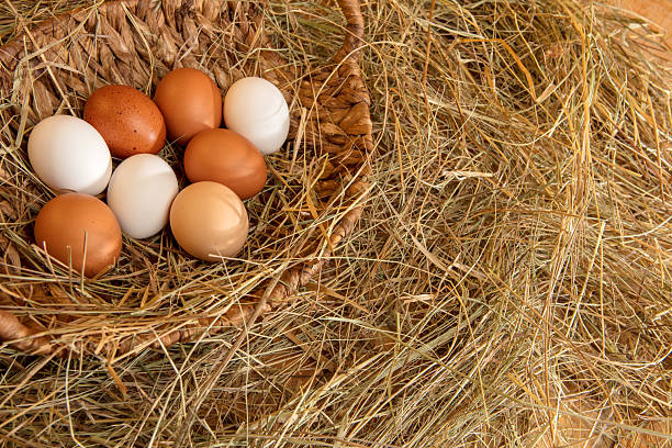 Fresh chicken eggs in a basket lying down in the hay