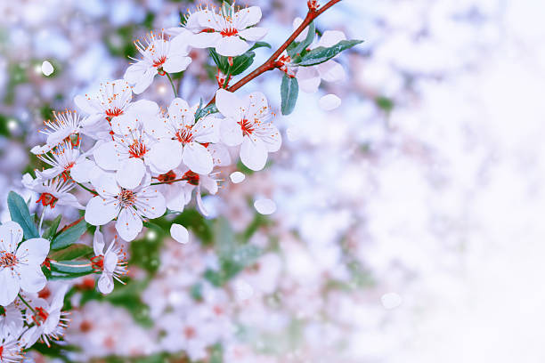 nature. Blossoming branch cherry. Bright colorful spring flowers