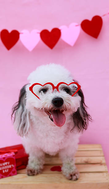 istock All You Need Is Puppy Love 2255445404