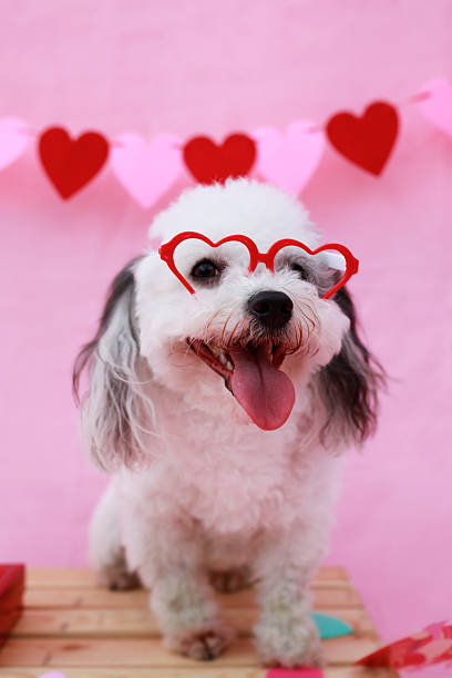istock All You Need Is Puppy Love 2255445405