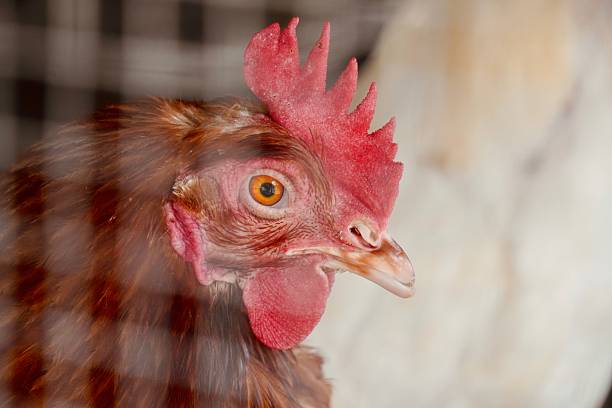 hens in a chicken coop enclosed with a wire mesh in a rural area