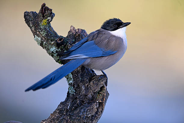 Azure-winged Magpie perched on lichen-covered branch