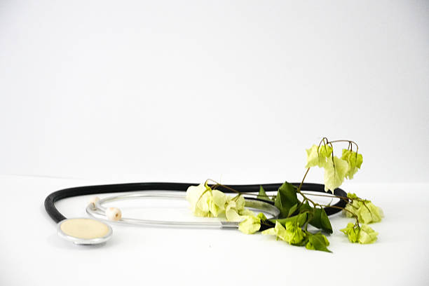 istock A classic medical stethoscope is gently placed alongside dried light green bougainvillea flowers. 2255452893