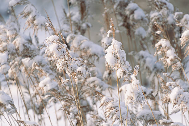 Snow-covered reeds swaying in winter sunlight in tranquil nature scene.