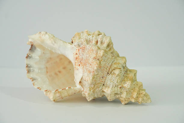 Spiral of sea shell isolated on white background. Close up of white ocean shell. Top view