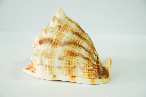 A clean, minimalist close-up features a single, dried brown snail seashell, highlighting its intricate, coiled structure and natural texture. The object is sharply and expertly isolated against a pure white background, emphasizing its sculptural form and detailed spiral pattern. This composition serves as an ideal graphic for themes of nature, marine biology, geology, and organic design, conveying a sense of serene, lasting beauty.