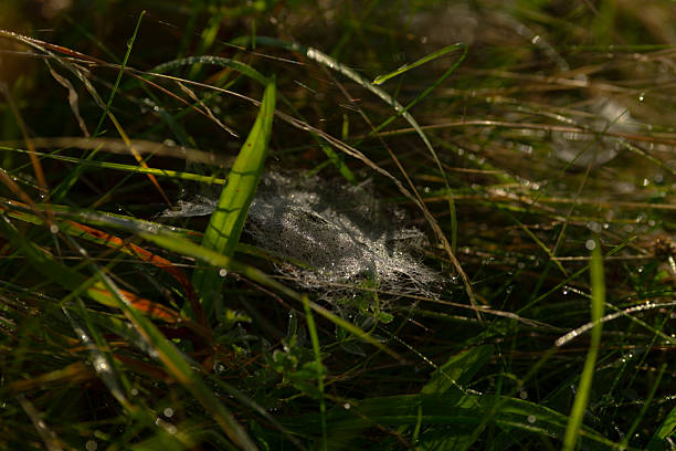 Web. Caterpillar. Insect parasite