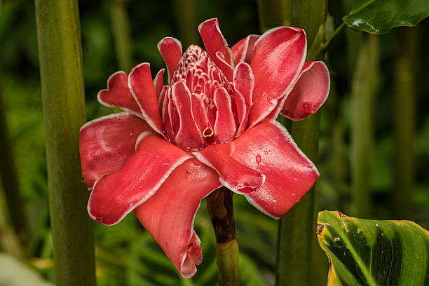 Etlingera elatior (also known as torch ginger, ginger flower, red ginger lily, torch lily, wild ginger, combrang, bunga kantan, Philippine wax flower found in costa Rica