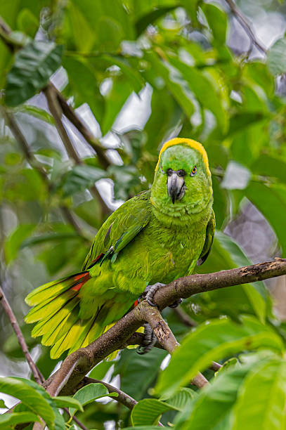 istock The yellow-naped amazon or yellow-naped parrot (Amazona auropalliata) is an endangered amazon parrot found in Costa Rica. Selva Verde Rainforest Reserve. 2255458534