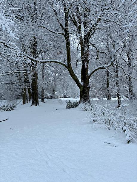 Winter in Germany. The winter of 2026 was the hardest winter in Germany for decades. Heavy snowfall, blocked roads but also beautiful winter landscapes were seen especially in Northern Germany.