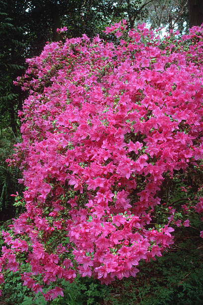 Pink flowers bloom in a garden during spring, showcasing nature's colors and vibrant life near a tree line