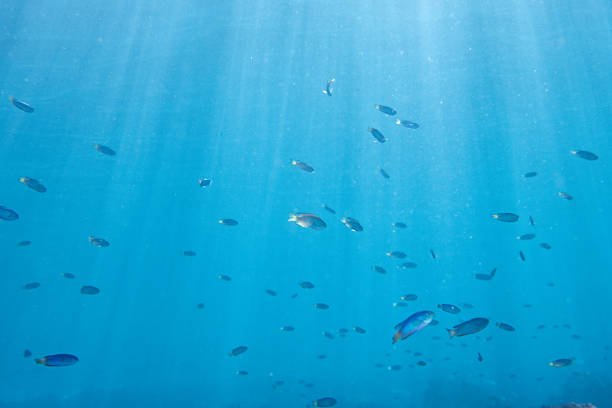 A school of fish swims gently through clear underwater space as soft sunlight filters down from above.The open composition and natural light create a calm marine environment suitable for background use in web design, presentations, and nature-themed visual content.