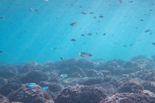 A school of fish swims gently through clear underwater space as soft sunlight filters down from above.The open composition and natural light create a calm marine environment suitable for background use in web design, presentations, and nature-themed visual content.