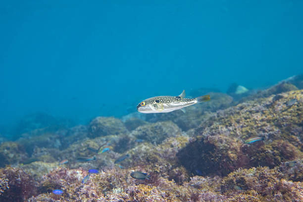 A single pufferfish swims calmly through clear blue water above a rocky seabed.The minimal underwater composition and open blue background create a peaceful atmosphere, making this image suitable for educational, wellness, marine conservation, and nature-related designs.The ample copy space allows flexible use for web banners, presentations, and visual backgrounds.