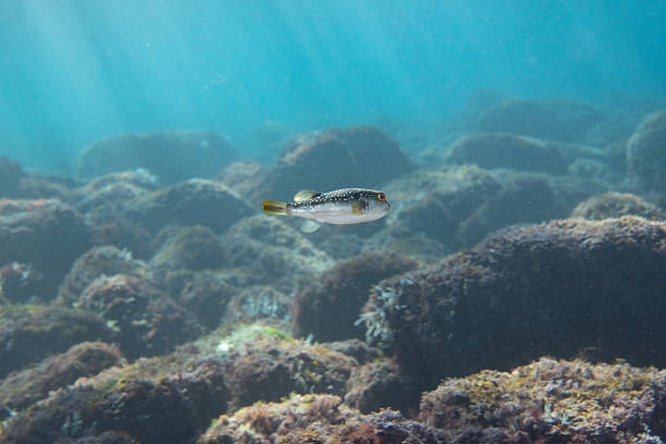 Blackspotted puffers are fast swimmers and can move swiftly about their habitat.
