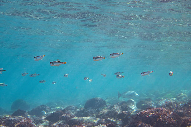 puffer fish, baloon fish, ocean underwater