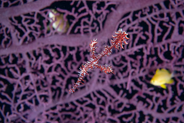Seahorse swimming in colorful coral reef